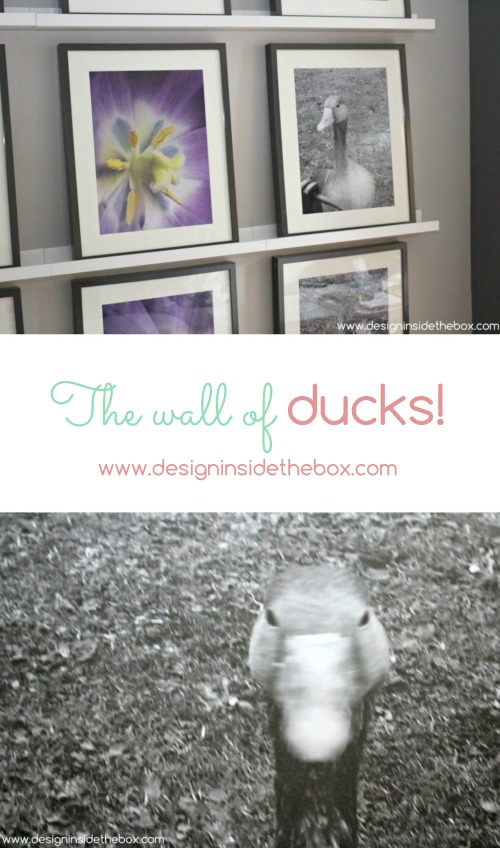 Welcome to my Wall of Ducks!